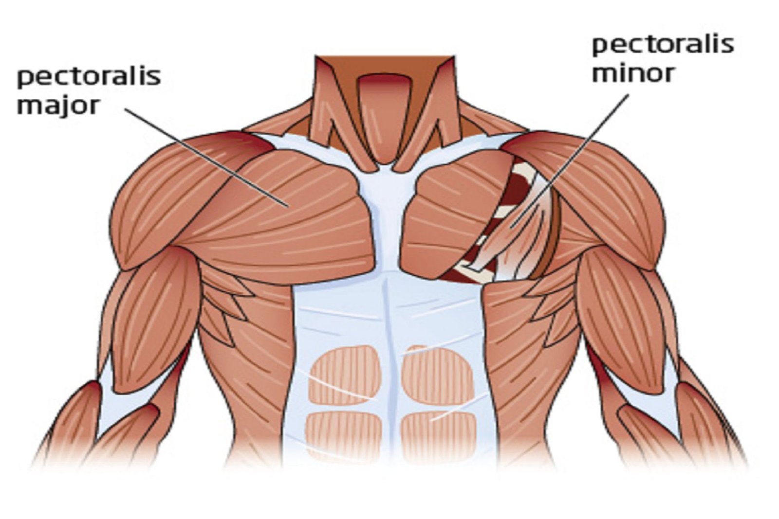 Chest