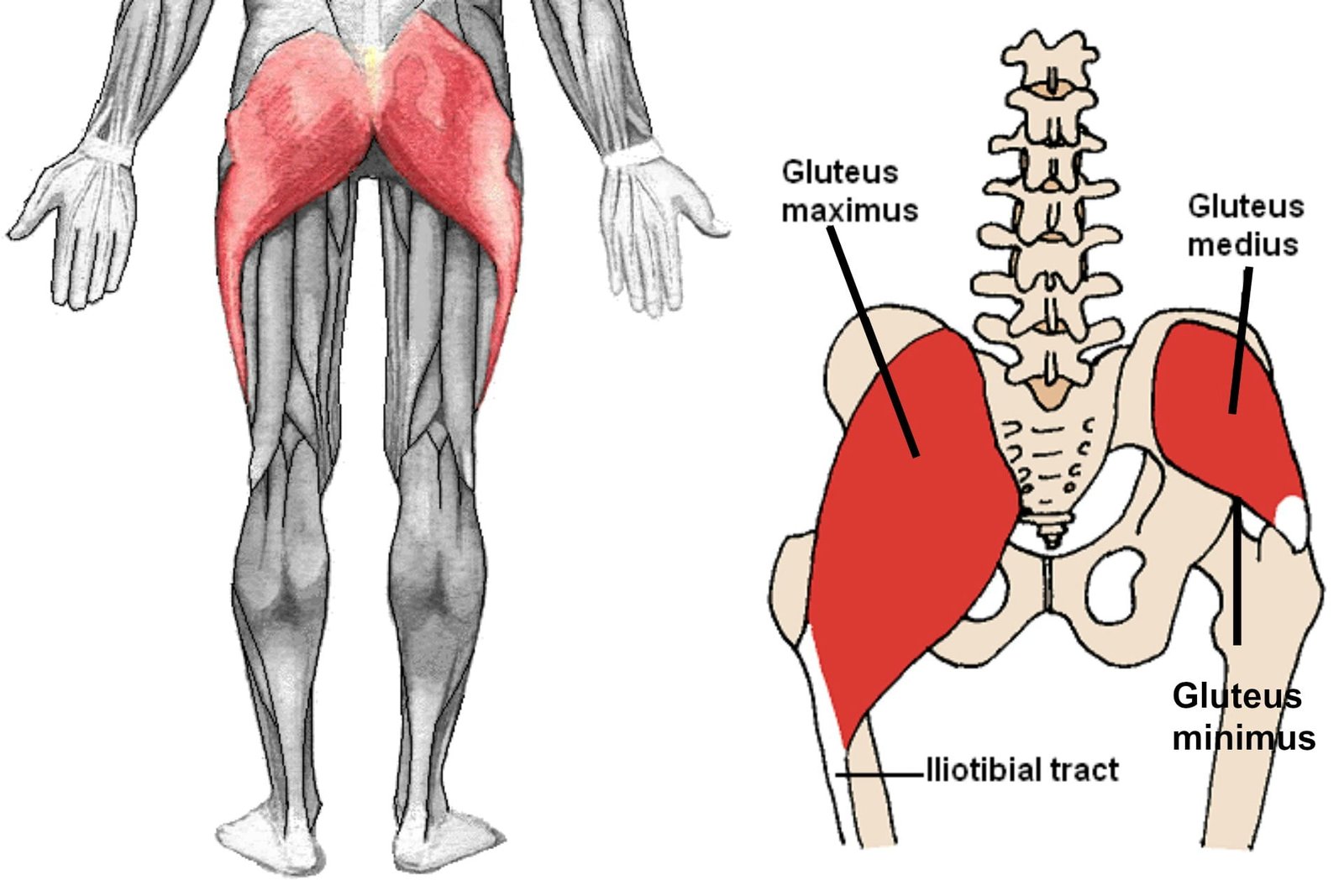 Gluteus maximus