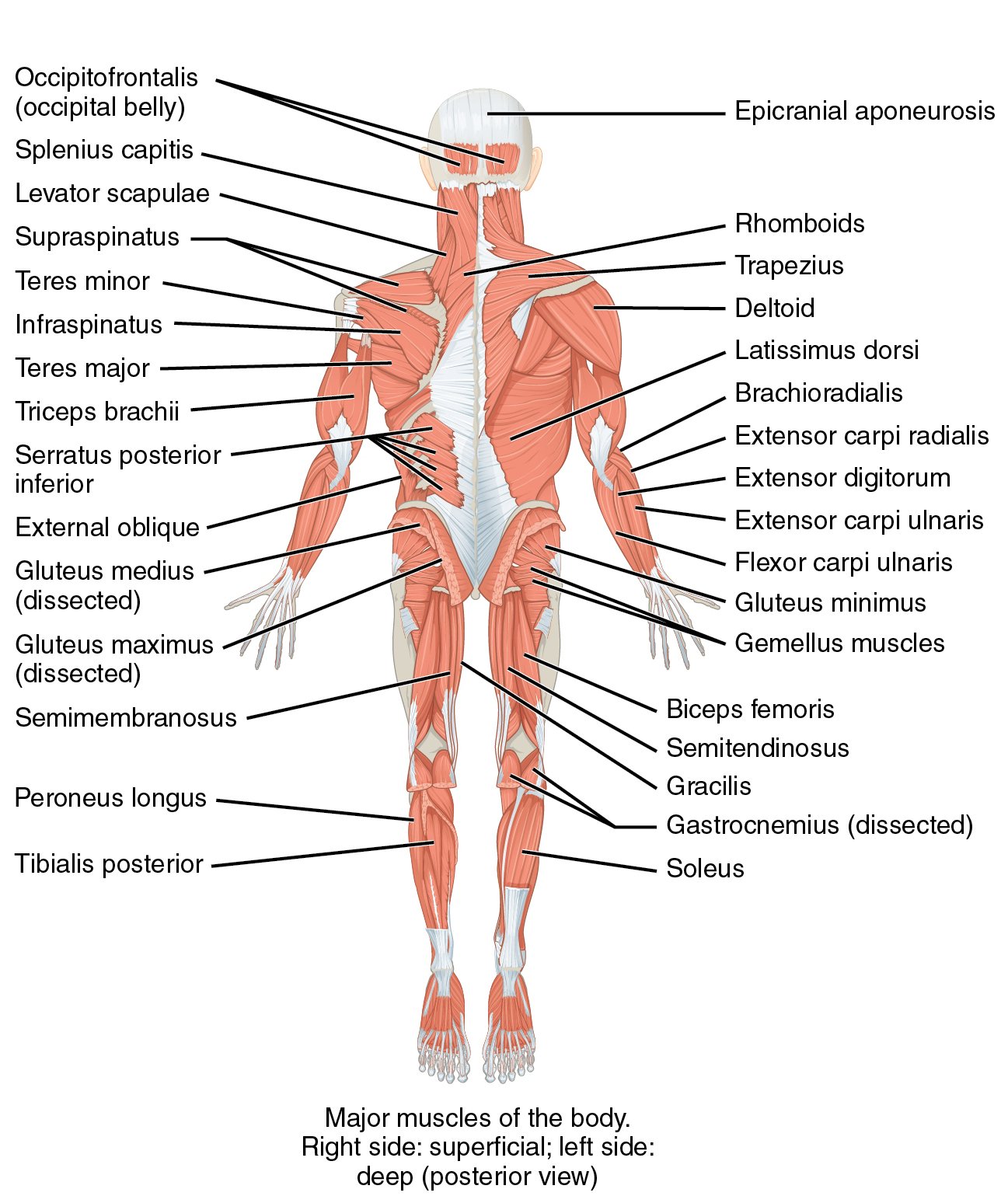 Ihmisen anatomia